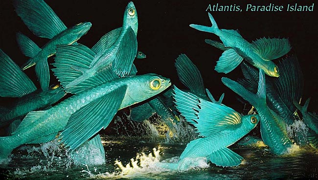 Atlantis Flying Fish at Night